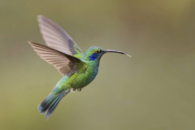 Yeşil Menekşe-kulak - Colibri thalassinus, Orta Amerika ormanları, Kosta Rika dan güzel yeşil sinek kuşu.
