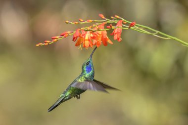 Yeşil Menekşe-kulak - Colibri thalassinus, Orta Amerika ormanları, Kosta Rika dan güzel yeşil sinek kuşu.