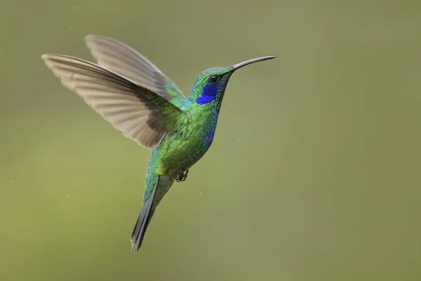 Зеленое Фиолетовое Ухо Colibri Thalassinus Красивая Зеленая Колибри Центральной Америки — стоковое фото