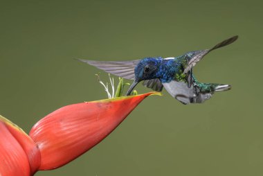 White-necked Jacobin - Florisuga mellivora, beautiful colorful hummingbird from Central America forests, Costa Rica. clipart