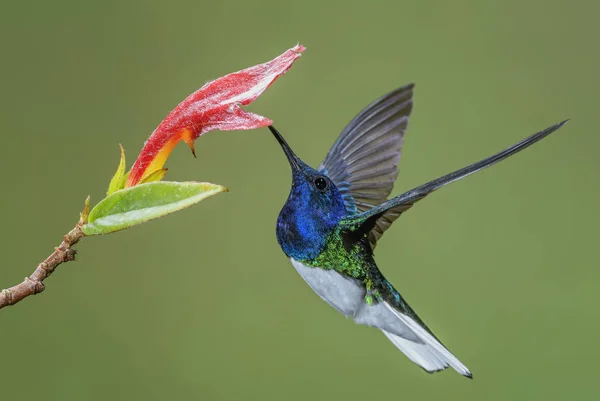 白颈雅各宾派 Florisuga Mellivora 美丽的彩色蜂鸟从中美洲森林 哥斯达黎加 — 图库照片