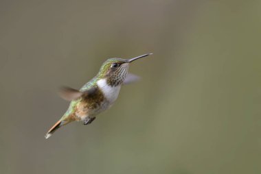 Volkan sinek kuşu - Selasphorus flammula, Orta Amerika ormanları, Kosta Rika dan güzel renkli küçük sinek kuşu.