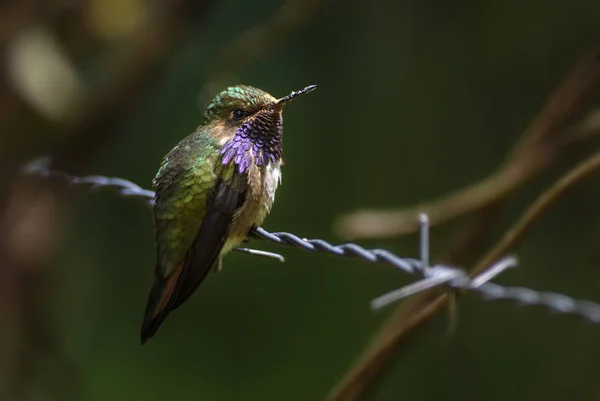 Sopka Hummingbird Selasphorus Flammula Krásné Barevné Malé Kolibřík Lesů Střední — Stock fotografie