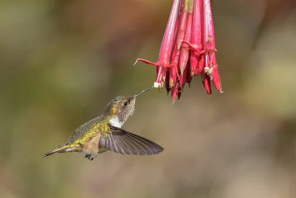 Vulcão Hummingbird Selasphorus Flammula Belo Pequeno Beija Flor Colorido América — Fotografia de Stock