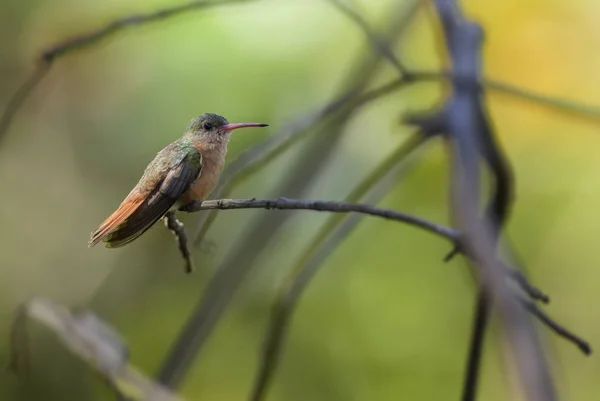 肉桂蜂鸟 Amazilia Rutila 美丽的彩色蜂鸟从中美洲森林 哥斯达黎加 — 图库照片