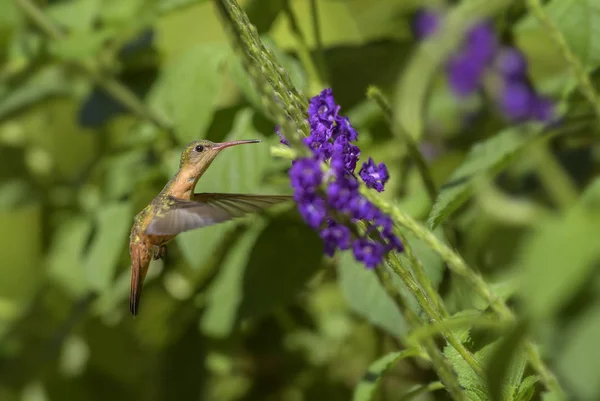 Canela Hummingbird Amazilia Rutila Belo Beija Flor Colorido América Central — Fotografia de Stock