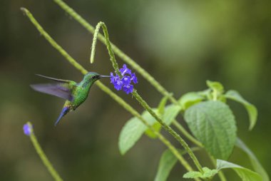 Zümrüt - çatal kuyruklu Chlorostilbon canivetii, Orta Amerika ormanları, Kosta Rika dan güzel yeşil sinek kuşu.