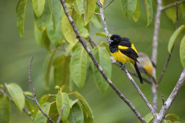 Живуть Вивільгові Сое Dominicensis Гарний Жовтий Чорний Сідати Bird Від — стокове фото
