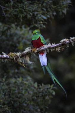 Şaşaalı Quetzal - Pharomachrus mocinno, Orta Amerika ormanları, Kosta Rika güzel renkli ikonik kuştan.