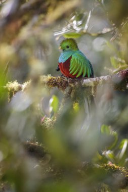 Şaşaalı Quetzal - Pharomachrus mocinno, Orta Amerika ormanları, Kosta Rika güzel renkli ikonik kuştan.