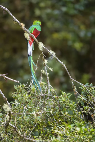 Şaşaalı Quetzal Pharomachrus Mocinno Orta Amerika Ormanları Kosta Rika Güzel — Stok fotoğraf