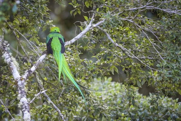 Quetzal Resplendissant Pharomachrus Mocinno Bel Oiseau Emblématique Coloré Des Forêts — Photo