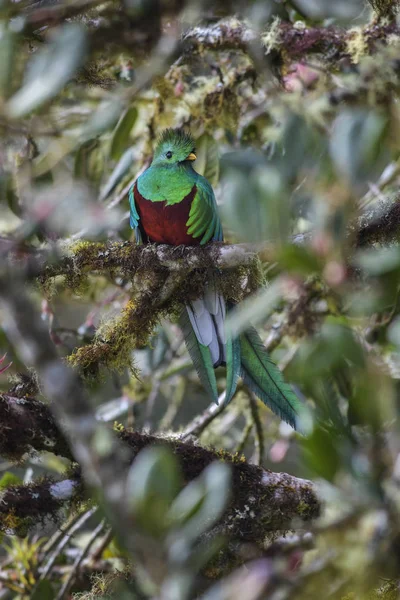 Quetzal Resplandecente Pharomachrus Mocinno Belo Pássaro Icônico Colorido América Central — Fotografia de Stock
