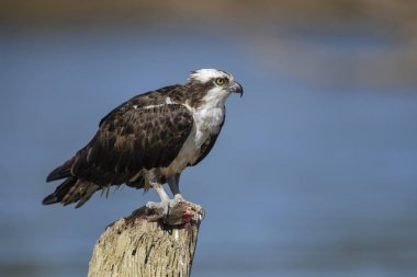 Osprey - Pandion haliaetus, Tarcoles Nehri üzerinde Kosta Rika yakalanan balık yemek güzel raptor.