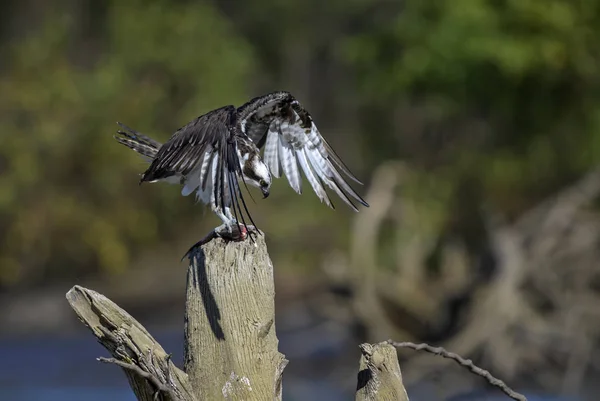 Osprey Pandion Haliaetus Bellissimo Rapace Che Mangia Pesce Pescato Sul — Foto Stock