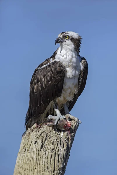 オスプレイ パンディオン Haliaetus 美しい猛禽タルコレス川 コスタリカで釣った魚を食べる — ストック写真