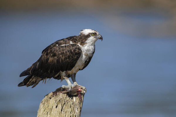 Osprey - Pandion haliaetus, beautiful raptor eating fish caught on Tarcoles river, Costa Rica.