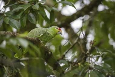Kırmızı lored papağan - Amazona autumnalis, Orta Amerika ormanları, Kosta Rika dan güzel yeşil papağan.