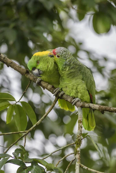 Őszi Papagáj Amazona Autumnalis Gyönyörű Zöld Papagáj Erdők Közép Amerika — Stock Fotó
