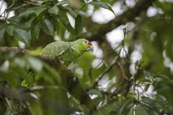 Őszi Papagáj Amazona Autumnalis Gyönyörű Zöld Papagáj Erdők Közép Amerika — Stock Fotó