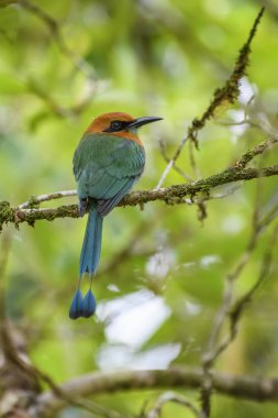 Motmot - geniş gagalı elektron platyrhynchum, Orta Amerika ormanları, Kosta Rika dan güzel renkli motmot.
