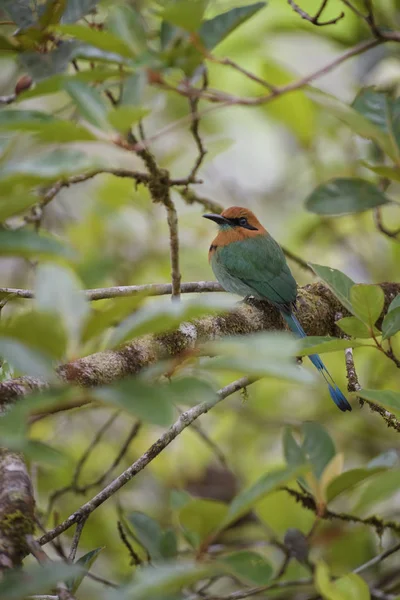 Jespáček Motmot Electron Platyrhynchum Krásné Barevné Motmot Lesů Střední Amerika — Stock fotografie