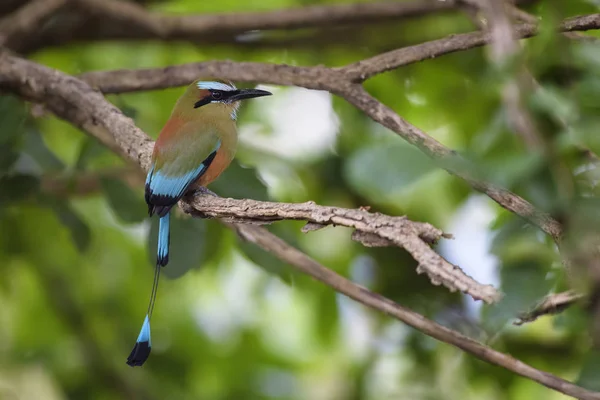 Turquoise-browed Motmot - Eumomota superciliosa, beautiful colorful motmot from Central America forests, Costa Rica.