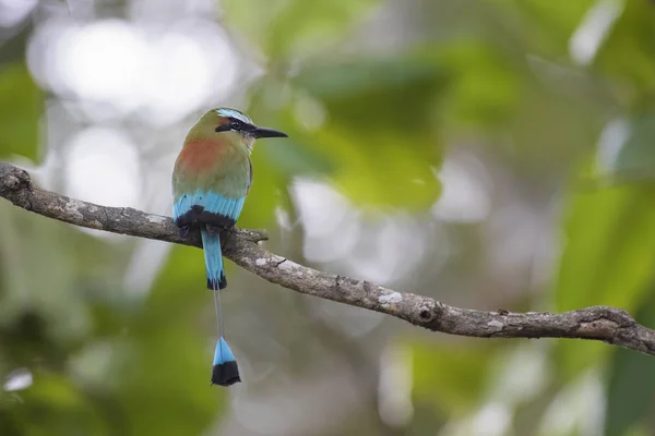 Turquoise-browed Motmot - Eumomota superciliosa, beautiful colorful motmot from Central America forests, Costa Rica.