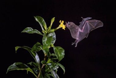 Pallas's Long-tongued Bat - Glossophaga soricina, new world leaf-nosed bat feeding nectar on the flower in night, Central America forests, Costa Rica. clipart