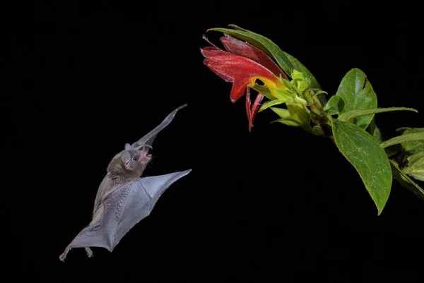 Pallas Long Tongued Bat Glossophaga Soricina Novo Mundo Nariz Morcego — Fotografia de Stock