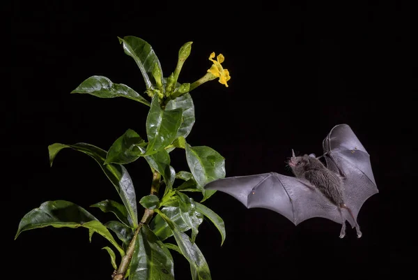 Pallas\'s Long-tongued Bat - Glossophaga soricina, new world leaf-nosed bat feeding nectar on the flower in night, Central America forests, Costa Rica.