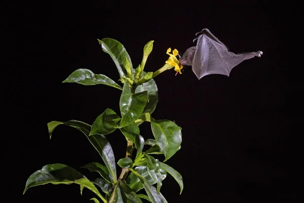Pallas Długim Piórem Bat Glossophaga Soricina Nowy Świat Phyllorhynchus Bat — Zdjęcie stockowe