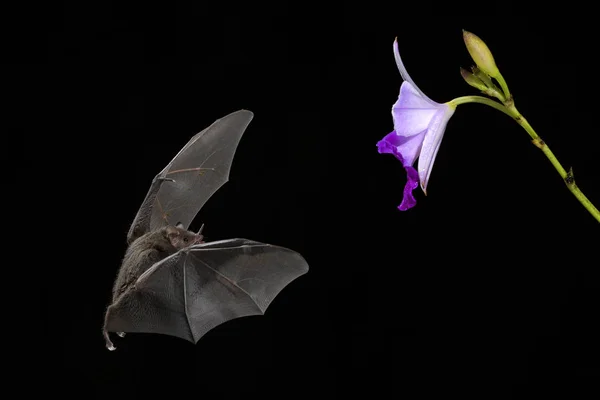 Pallas\'s Long-tongued Bat - Glossophaga soricina, new world leaf-nosed bat feeding nectar on the flower in night, Central America forests, Costa Rica.