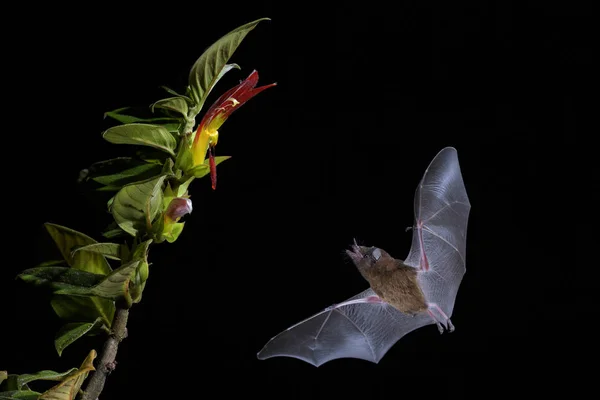 Orange Nectar Bat - Lonchophylla robusta, new world leaf-nosed bat feeding nectar on the flower in night, Central America forests, Costa Rica.