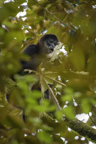 아메리카 원숭이 Ateles Geoffroyi 위태롭게 Cental 코스타리카에서에서 원숭이 — 스톡 사진