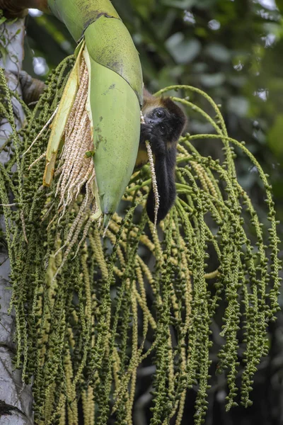 Центральноамериканської Spider Monkey Ateles Geoffroyi Під Загрозою Зникнення Павук Мавпа — стокове фото