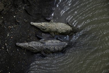Amerikan timsahı - Crocodylus acutus, nesli tehlike altında olan timsah yeni dünya, Kosta Rika dan.