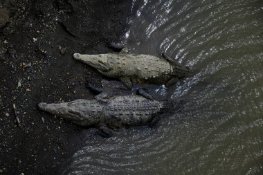 American Crocodile - Crocodylus acutus, endangered crocodile from New World, Costa Rica. clipart