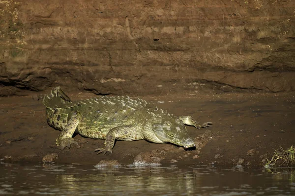 American Crocodile Crocodylus Acutus Endangered Crocodile New World Costa Rica — Stock Photo, Image