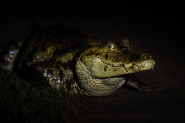 Gözlüklü caiman - Caiman crocodilus, ortak timsah yeni dünya, Kosta Rika dan.