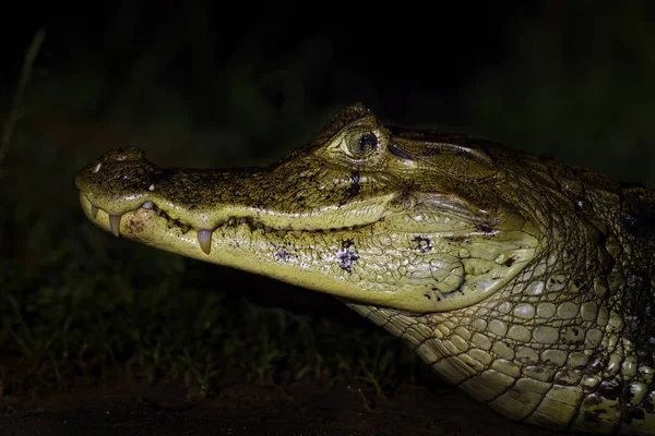 Spectacled Caiman Caiman Crocodilus Common Crocodile New World Costa Rica — Stock Photo, Image