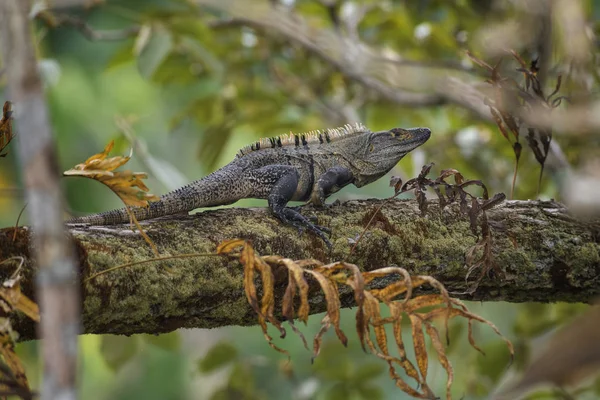 Iguana Queue Épineuse Noire Ctenosaura Similis Grand Lézard Des Forêts — Photo