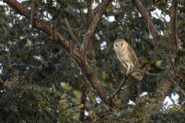 Peçeli baykuş - Tyto alba, güzel bir akşam ışık ağacında oturan güzel turuncu baykuş.