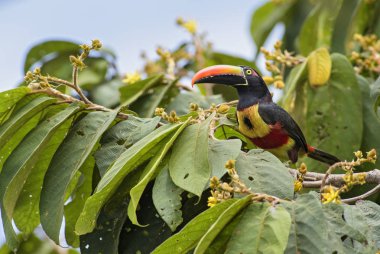 Ateşli gagalı Aracari - Pteroglossus frantzii, Kosta Rika ormandan gelen güzel renkli toucan.