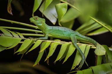 Yeşil Basilisk - Basiliscus plumifrons, Orta Amerika ormanları, Kosta Rika dan yeşil kertenkele.