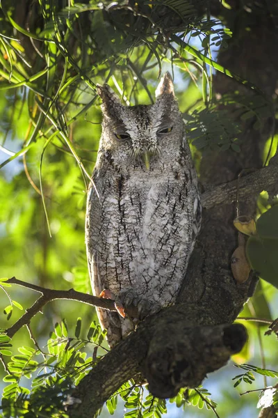 Pacific Screech Owl Megascop Kooperi Vakker Ugle Fra Mellom Amerika – stockfoto