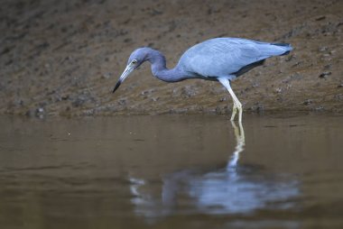 Küçük mavi balıkçıl - Egretta caerulea, yeni dünya taze suları ve mangrov, Kosta Rika dan mavi gri balıkçıl.