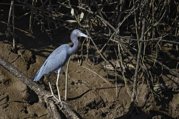 Маленькая Голубая Цапля Egrecaerulea Голубая Цапля Пресных Вод Мангровых Зарослей — стоковое фото