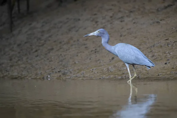 Kleiner Blauer Reiher Egretta Caerulea Blauer Graureiher Aus Frischem Wasser — Stockfoto