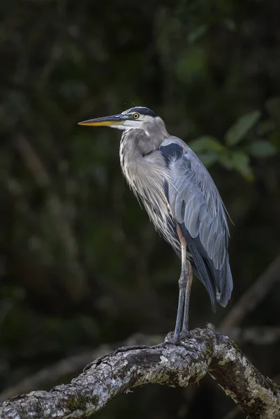 Grand Héron Ardea Herodias Grand Héron Gris Provenant Des Eaux — Photo